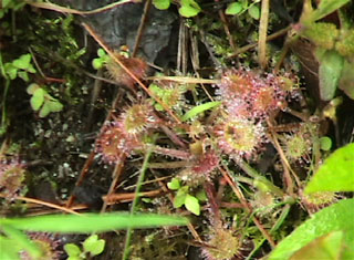 Sun Dew in Bog