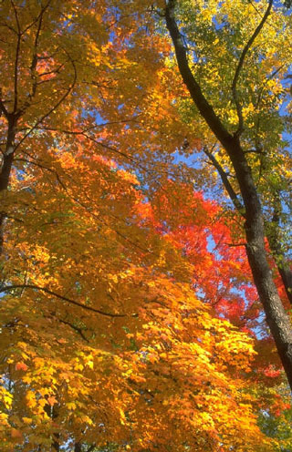 Fall Colors
